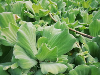 High angle view of green leaves on plant