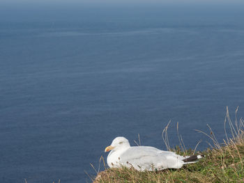 Seagull on beach