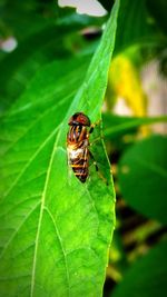 Close-up of insect on leaf