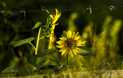 Close-up of yellow flowers growing in field