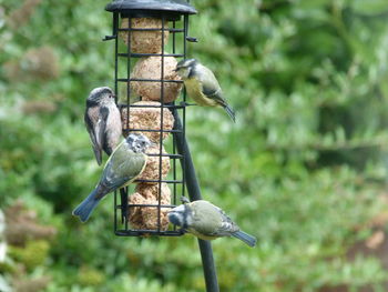 Bird perching on a feeder