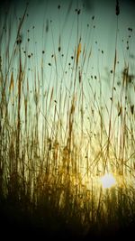 Silhouette plants on field against sky during sunset