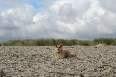 Portrait of dog relaxing on sand