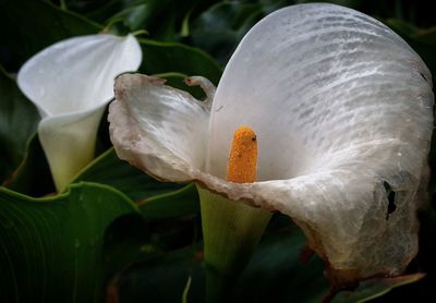 Close-up of white flowers