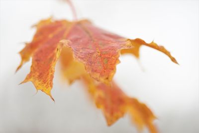 Close-up of yellow maple leaf on white background