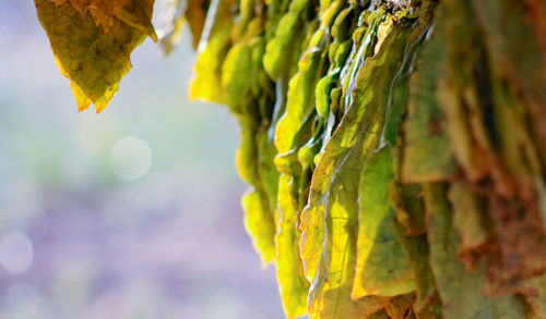 Close-up of fresh green plant against sky