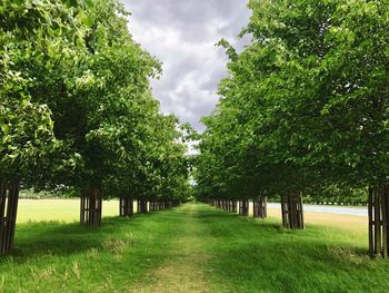 Trees on field against sky