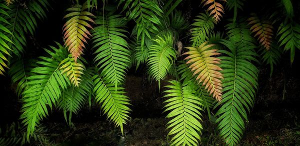 Close-up of green leaves on tree