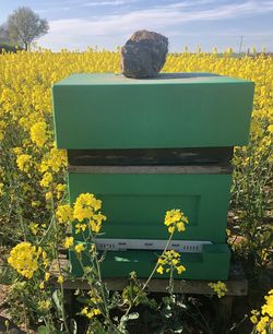 Yellow flowers growing on field