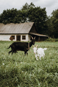 Cow in a field