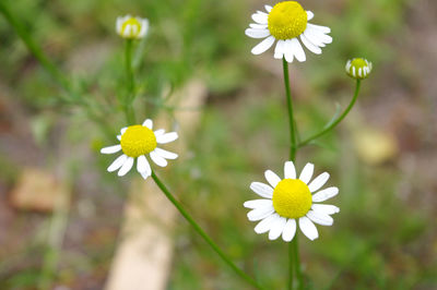 Close-up of yellow flowers blooming outdoors