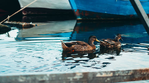 Duck swimming in lake