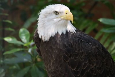 American bald eagle close-up background dark green foliage