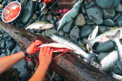 High angle view of hand holding fish