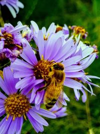 Close-up of bee on purple flower