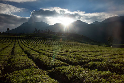 Scenic view of agricultural field against sky