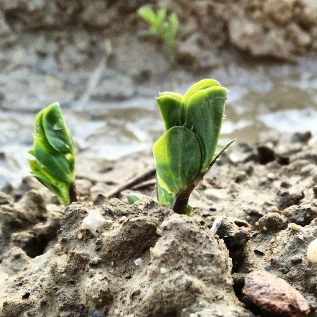 green color, growth, leaf, plant, close-up, focus on foreground, nature, beginnings, new life, growing, green, stem, beauty in nature, day, selective focus, outdoors, no people, rock - object, sunlight, bud