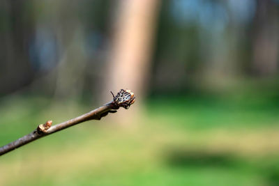 Close-up of insect on plant