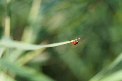 Close-up of insect on leaf