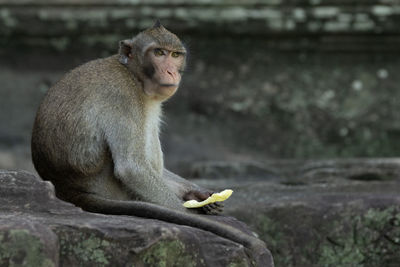 Long-tailed macaque holds fruit at angkor wat