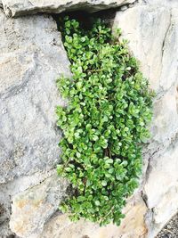 Close-up of ivy growing on rock