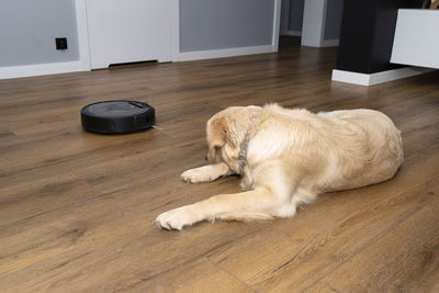 A young male golden retriever lies on modern vinyl panels, robot cleaner in the background.