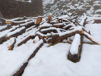 Snow covered tree on field