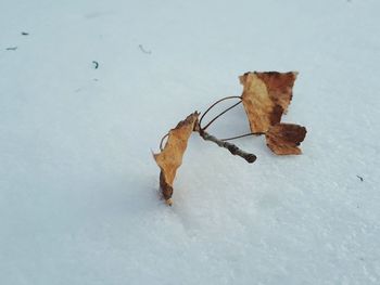 Close-up of snow on leaf during winter