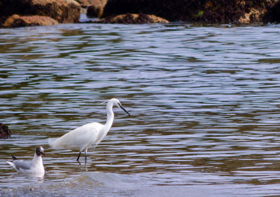 View of birds in lake