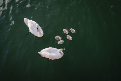 High angle view of duck swimming in lake