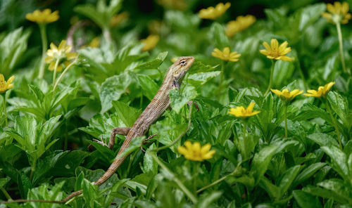 Close-up of insect on flower