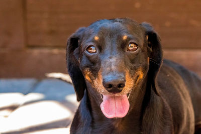 Close-up portrait of a dog