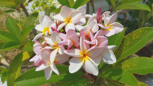 Close-up of white flowering plants