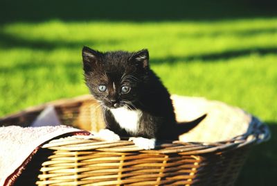 Close-up of cat