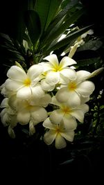 Close-up of white flowers
