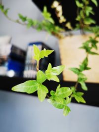 Close-up of potted plant on table