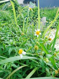 Close-up of yellow flowering plant in field