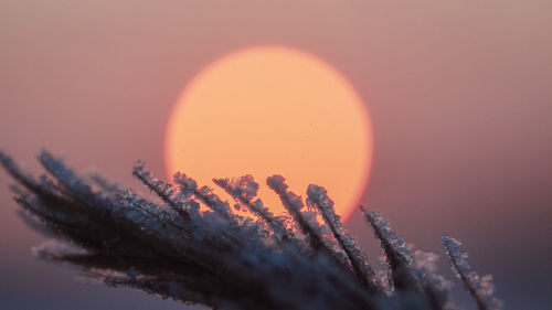 Close-up of plant against sky during sunset