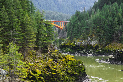 Scenic view of river amidst trees in forest