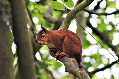 Low angle view of squirrel on tree