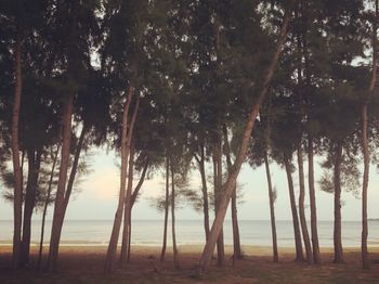 Trees growing by sea