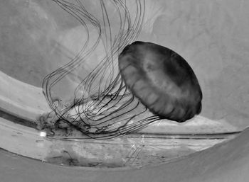 Close-up of jellyfish swimming in water