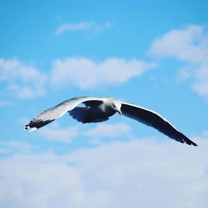 Low angle view of seagull flying