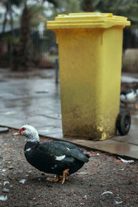 Close-up of bird