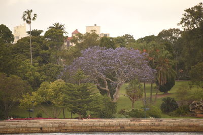 Flowering plants by trees against sky