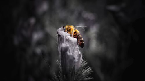 Close-up of bee on plant