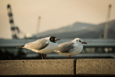 Seagull perching on railing