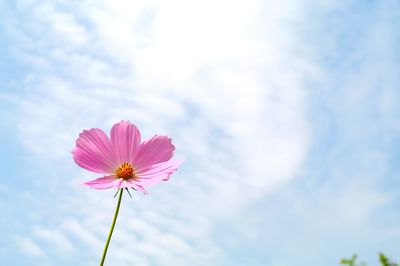 Low angle view of pink cosmos blooming against sky