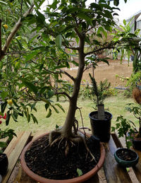 Close-up of potted plant against trees