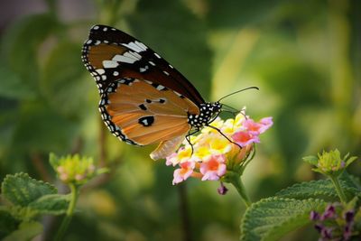 Close-up of butterfly pollinating flower